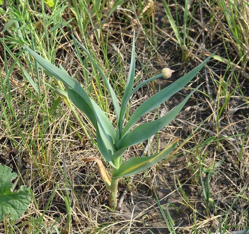 Изображение особи Allium obliquum.