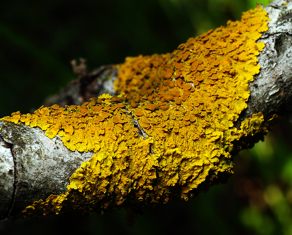 Image of Xanthoria parietina specimen.