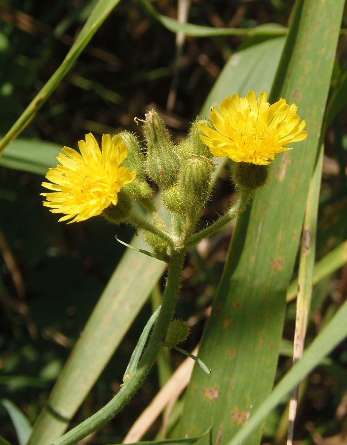 Изображение особи Sonchus palustris.