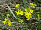 Draba sibirica