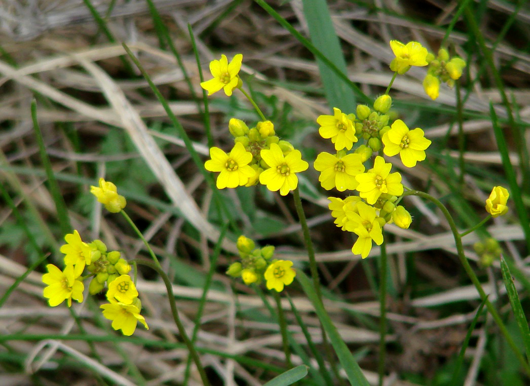 Изображение особи Draba sibirica.