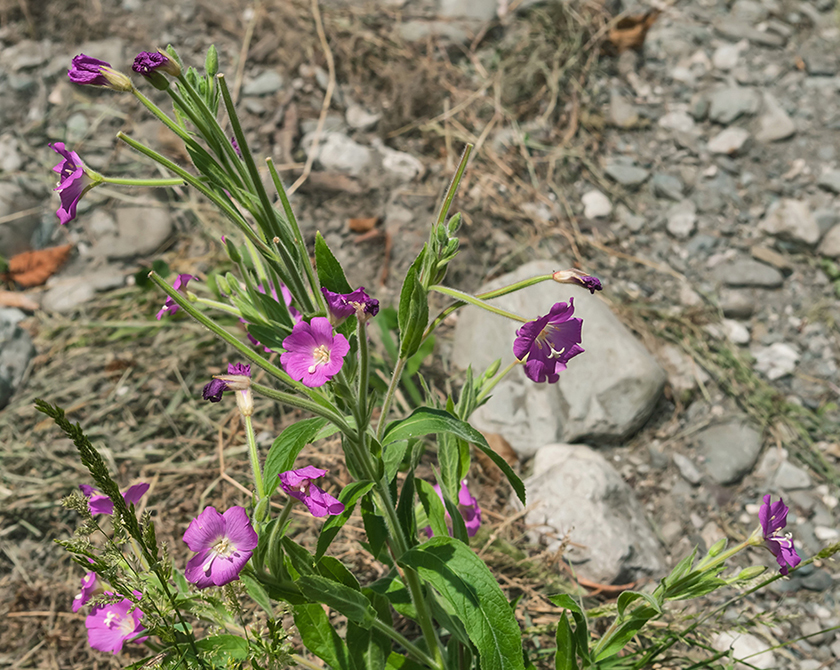 Изображение особи Epilobium villosum.