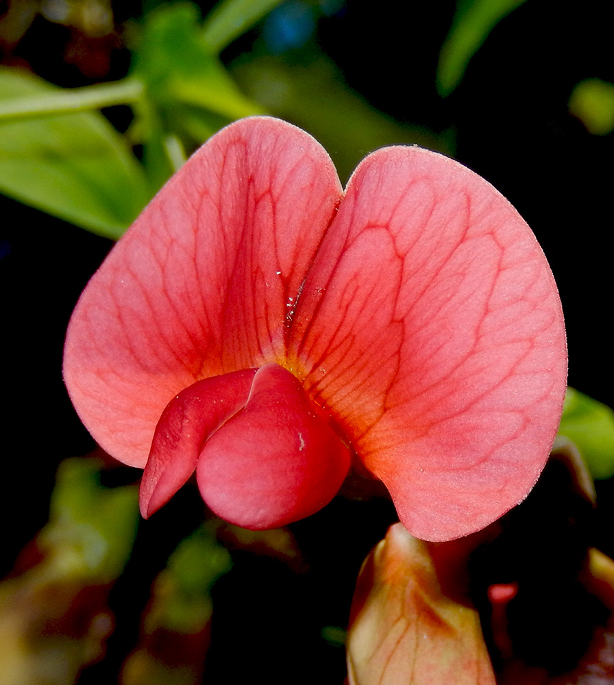 Изображение особи Lathyrus miniatus.