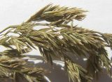 Poa iberica