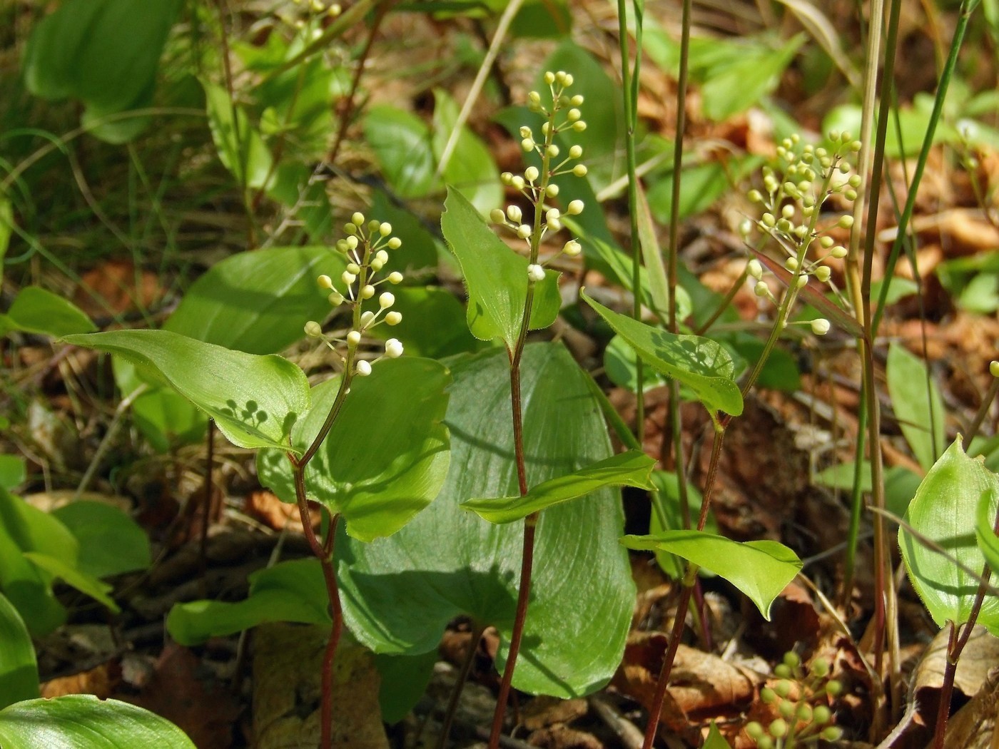 Изображение особи Maianthemum bifolium.