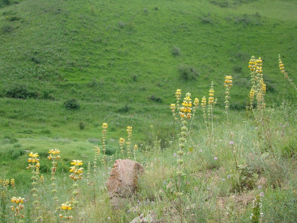 Изображение особи Phlomoides goloskokovii.
