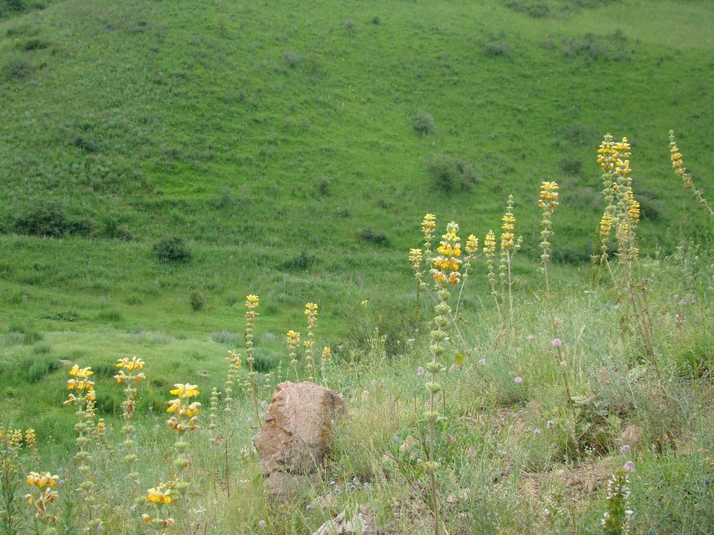 Image of Phlomoides goloskokovii specimen.