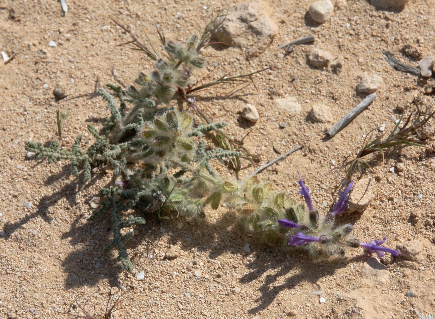 Изображение особи Salvia lanigera.