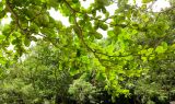 Terminalia catappa