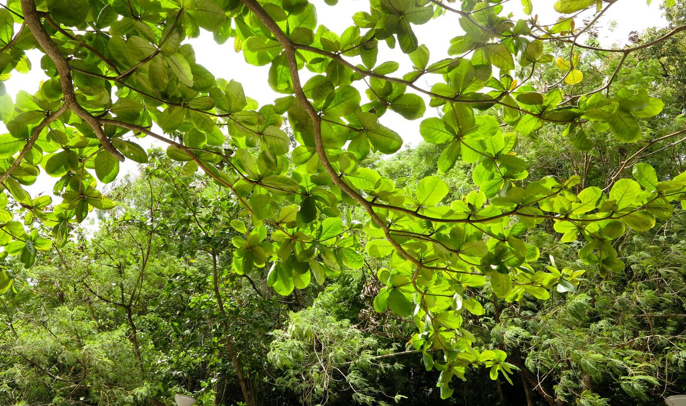 Image of Terminalia catappa specimen.