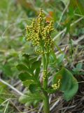Botrychium alaskense