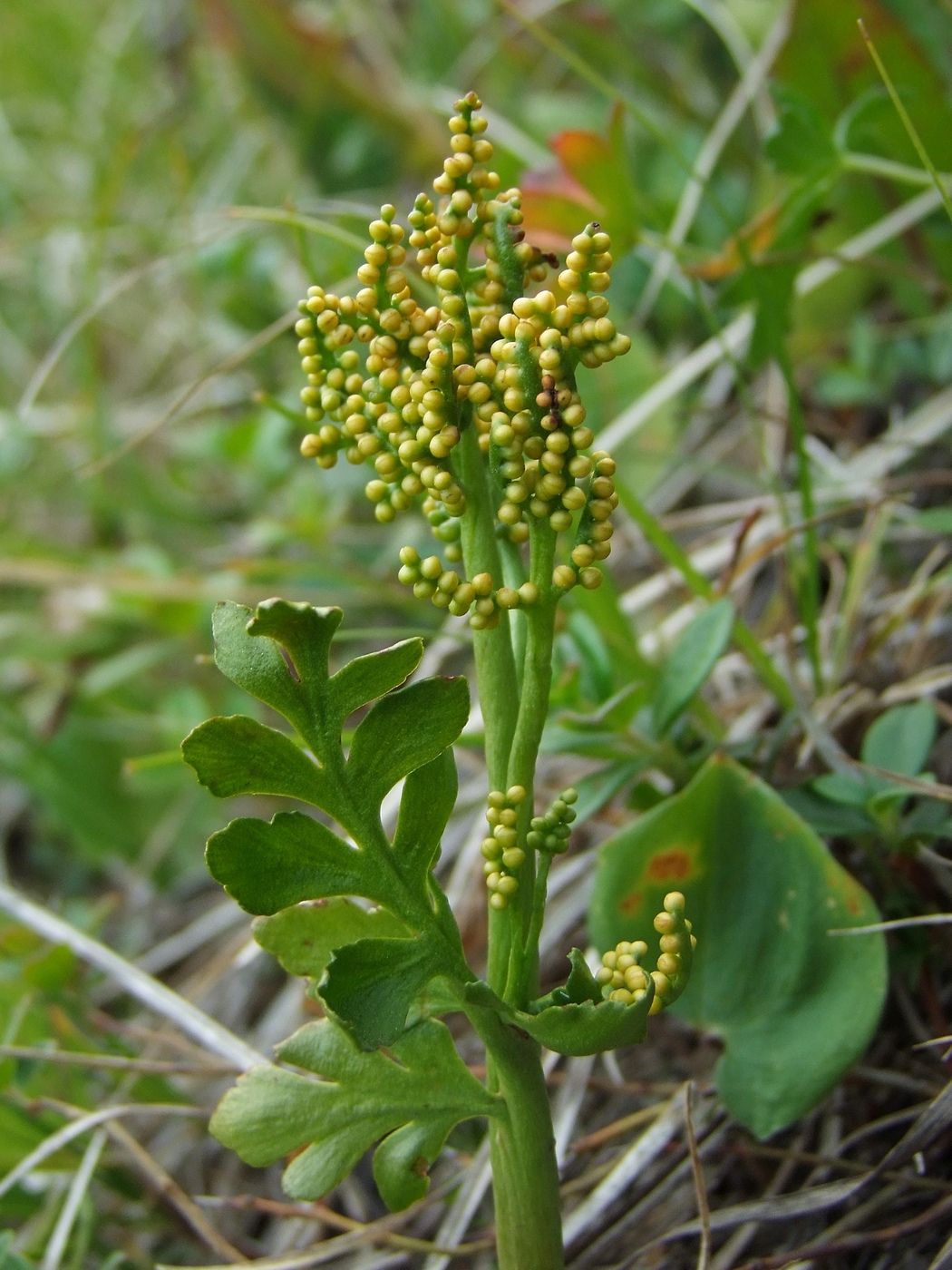 Изображение особи Botrychium alaskense.