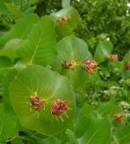 Lonicera dioica