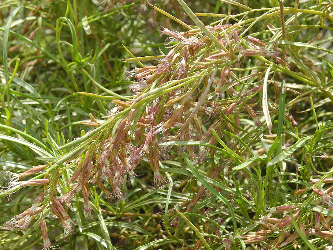 Image of Acanthostyles buniifolius specimen.