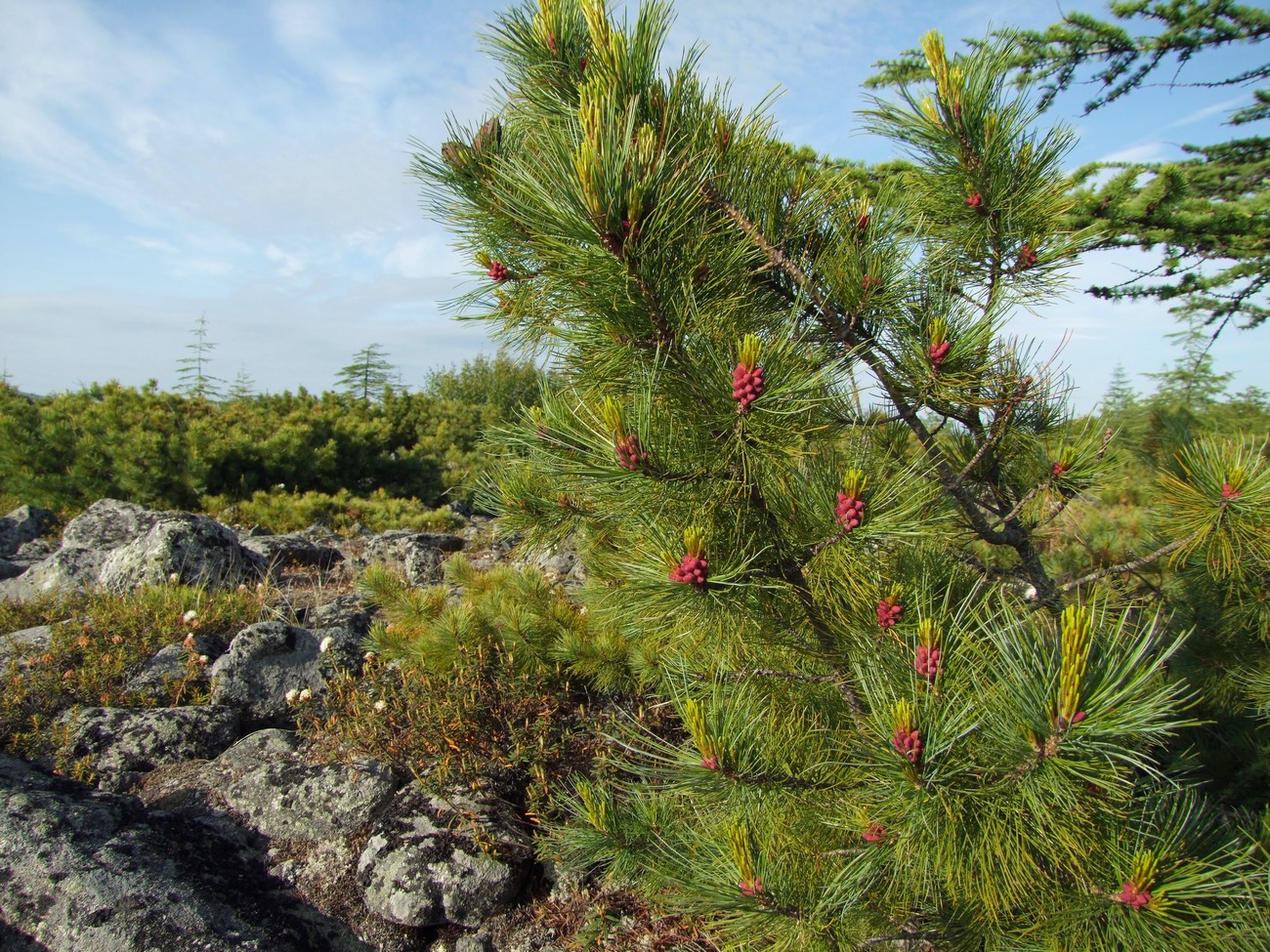 Изображение особи Pinus pumila.