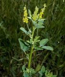 Melilotus officinalis