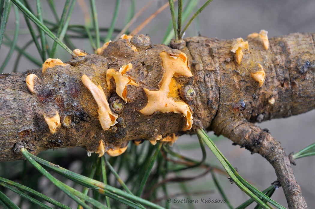 Image of Pinus sibirica specimen.