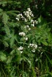 Galium boreale