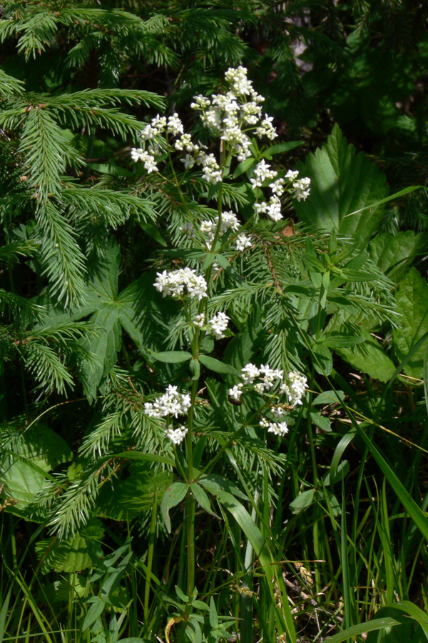 Изображение особи Galium boreale.