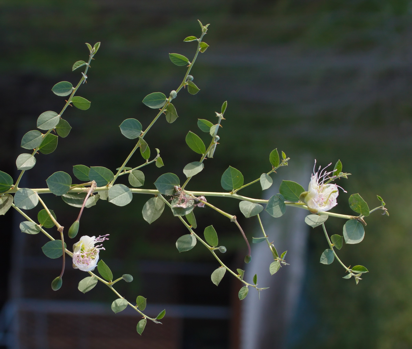 Image of Capparis herbacea specimen.