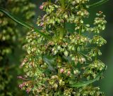 Rumex confertus