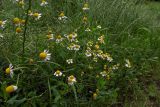 Matricaria recutita