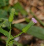 Emilia sonchifolia