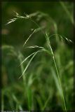 Festuca gigantea