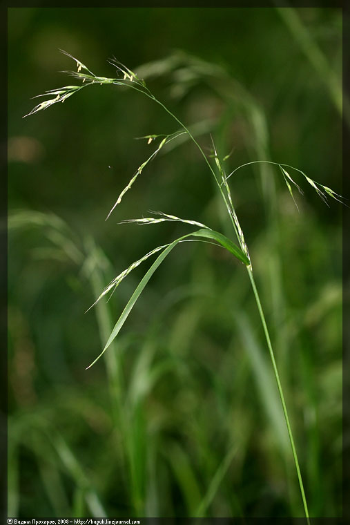 Image of Festuca gigantea specimen.