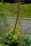 Ligularia przewalskii