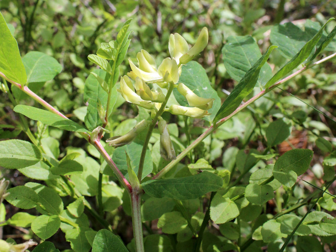 Изображение особи Astragalus glycyphyllos.