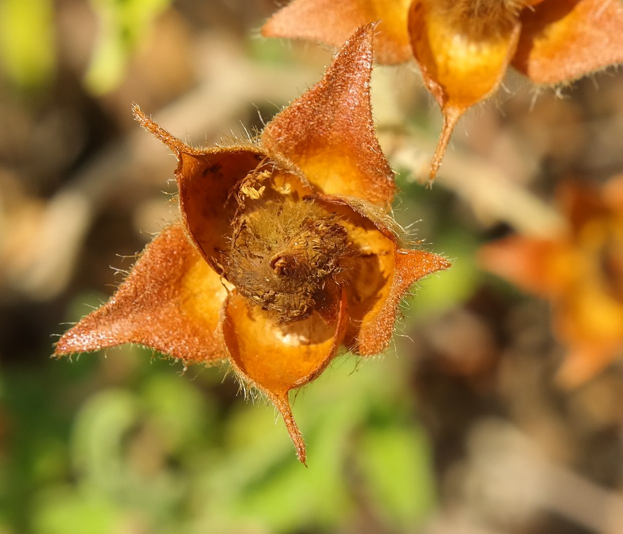 Изображение особи Cistus tauricus.