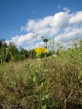 Grindelia squarrosa