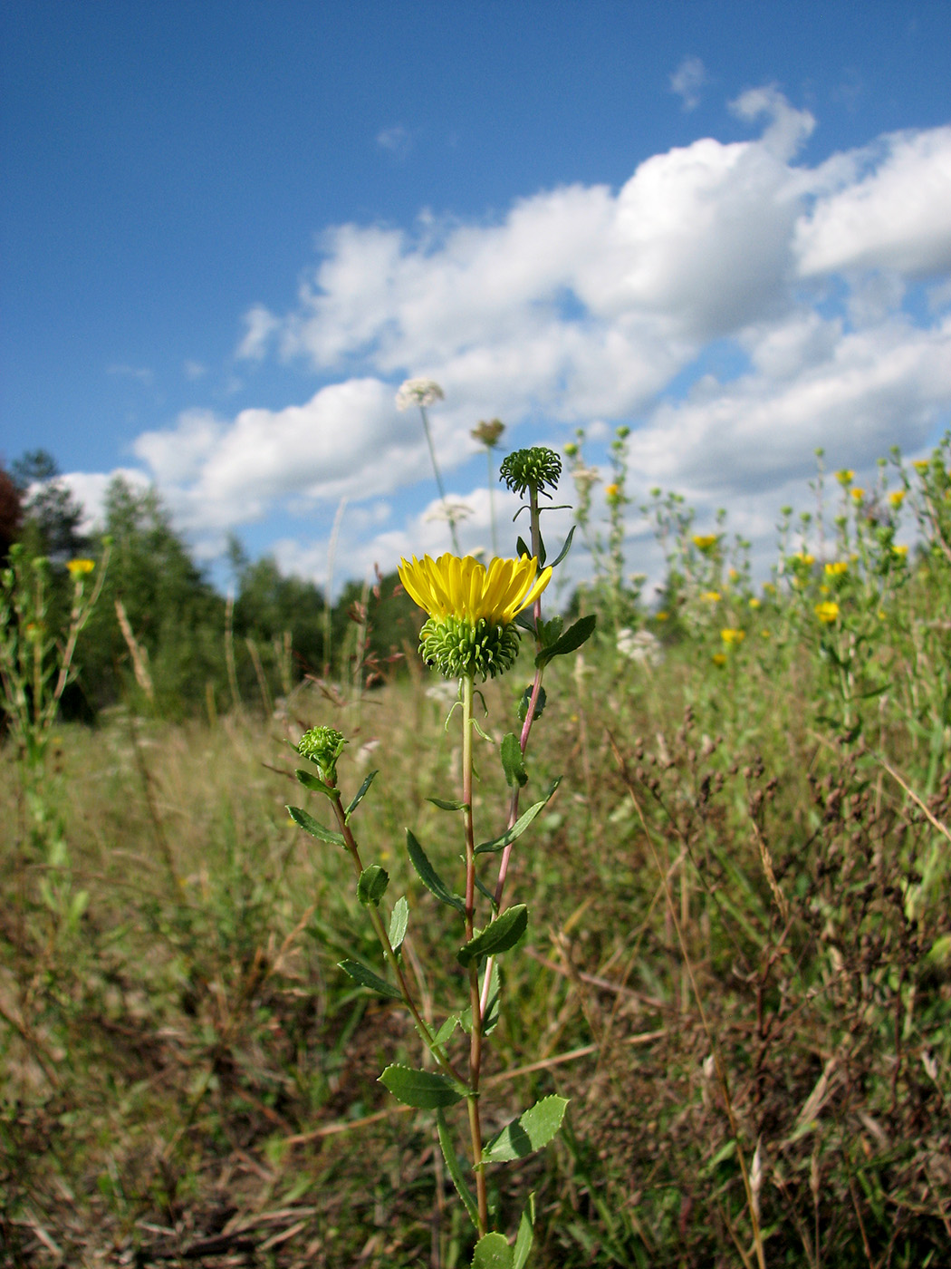 Изображение особи Grindelia squarrosa.