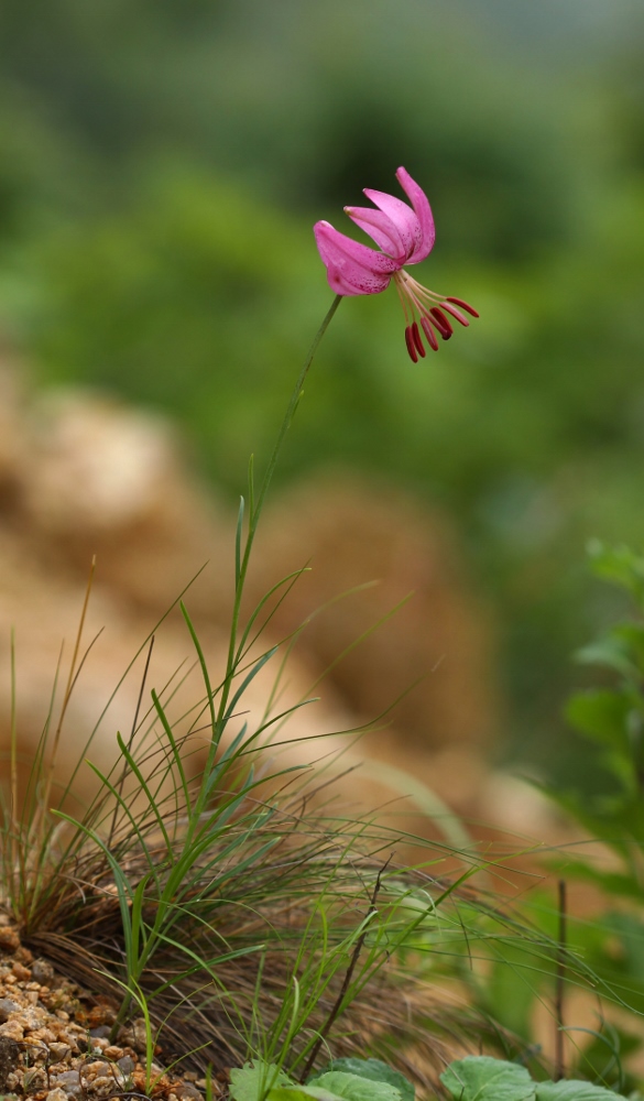 Image of Lilium cernuum specimen.