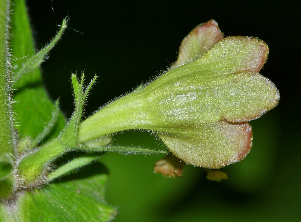 Image of Triosteum sinuatum specimen.