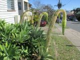 Agave attenuata