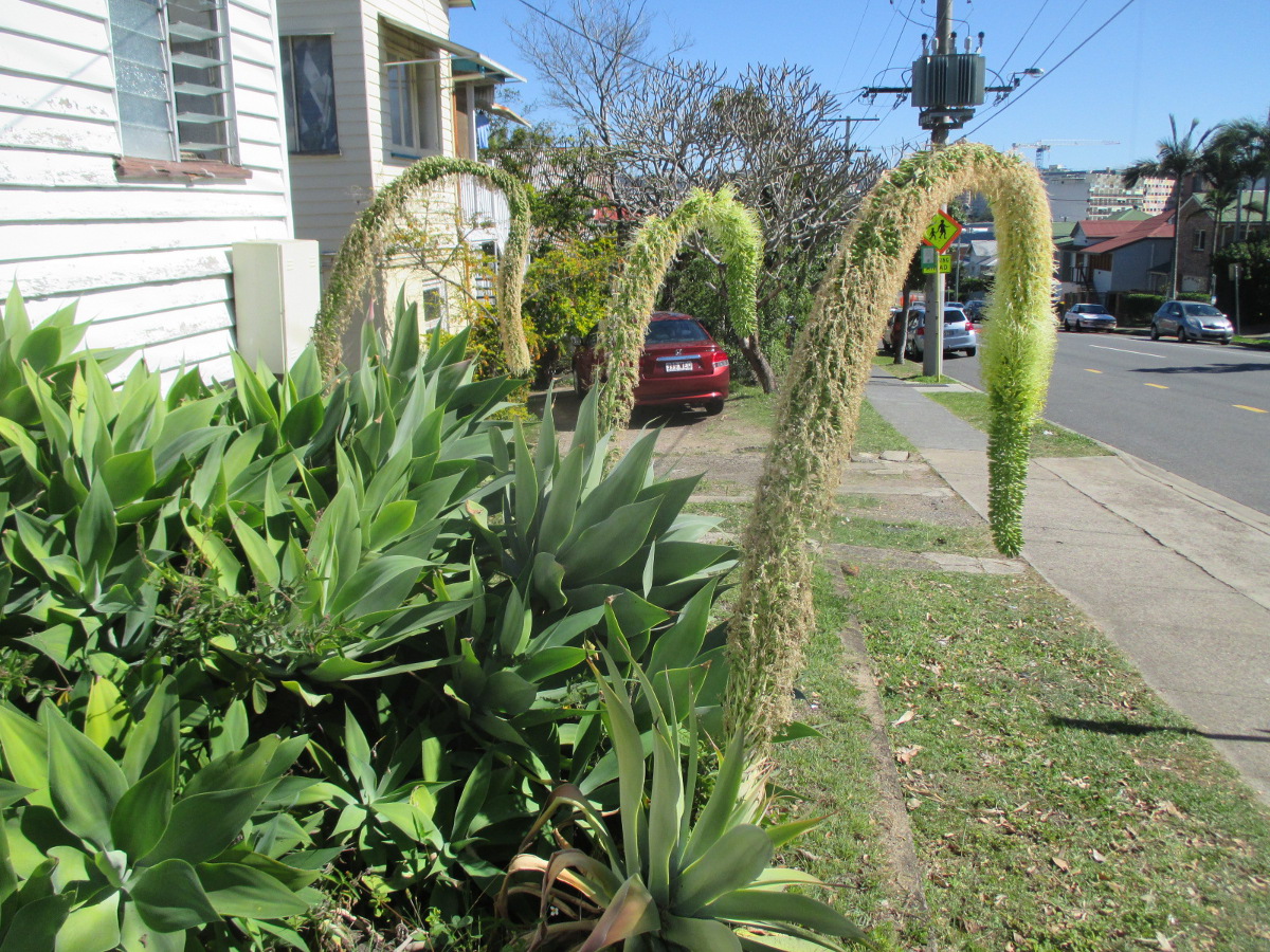 Image of Agave attenuata specimen.