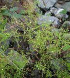 Galium trifidum