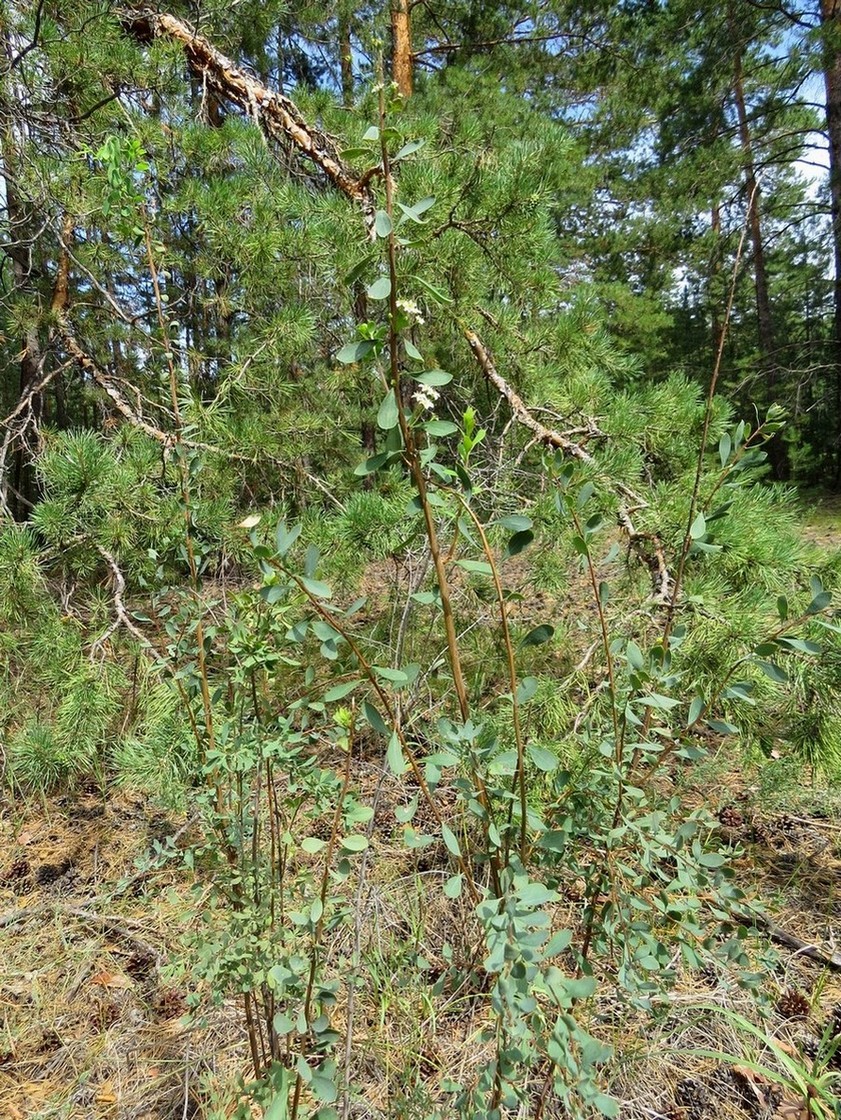 Image of Spiraea hypericifolia specimen.