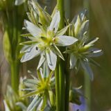 Swertia marginata