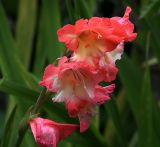 Gladiolus × gandavensis