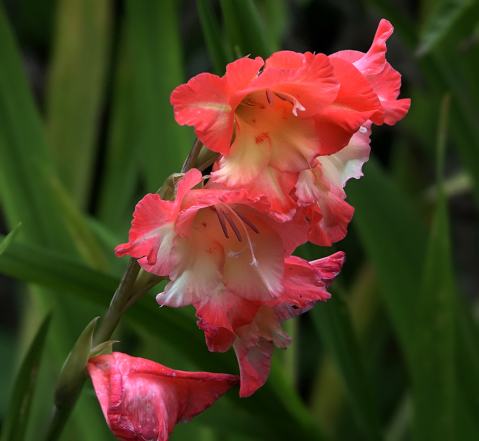 Image of Gladiolus × gandavensis specimen.