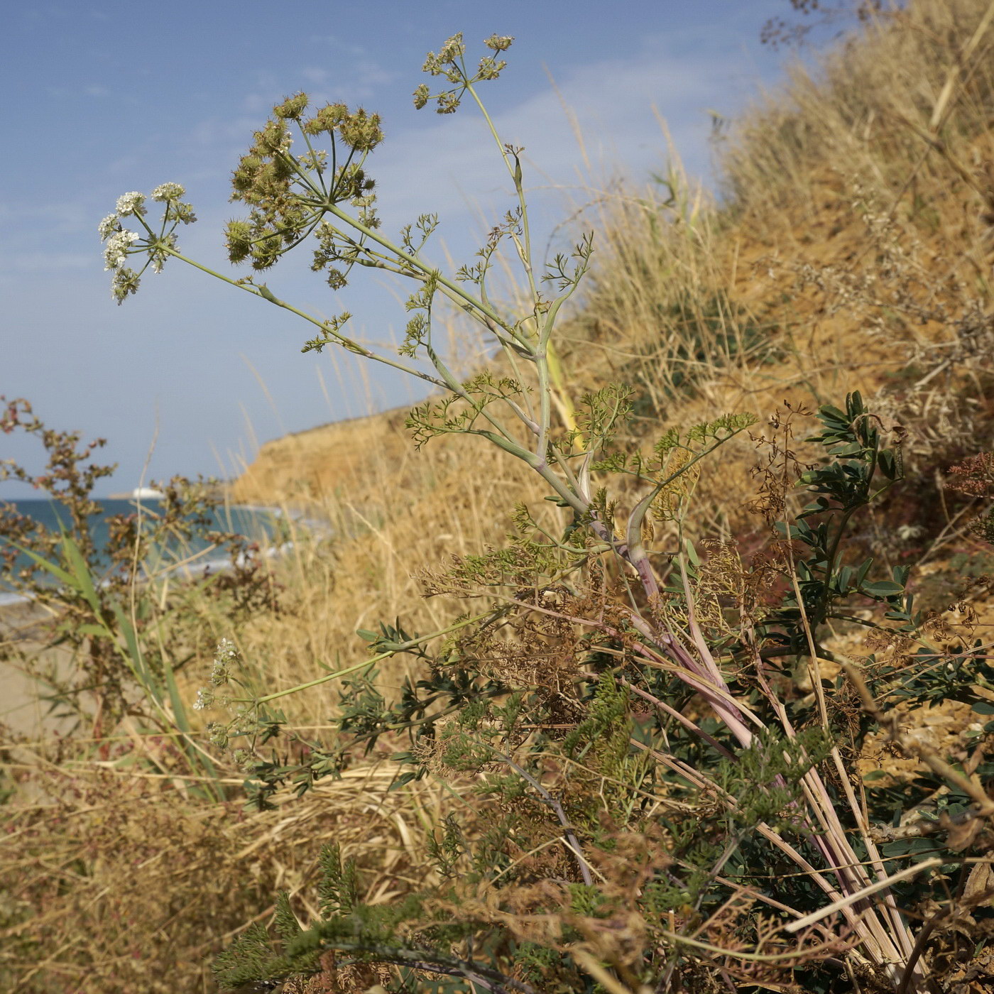 Image of Astrodaucus littoralis specimen.