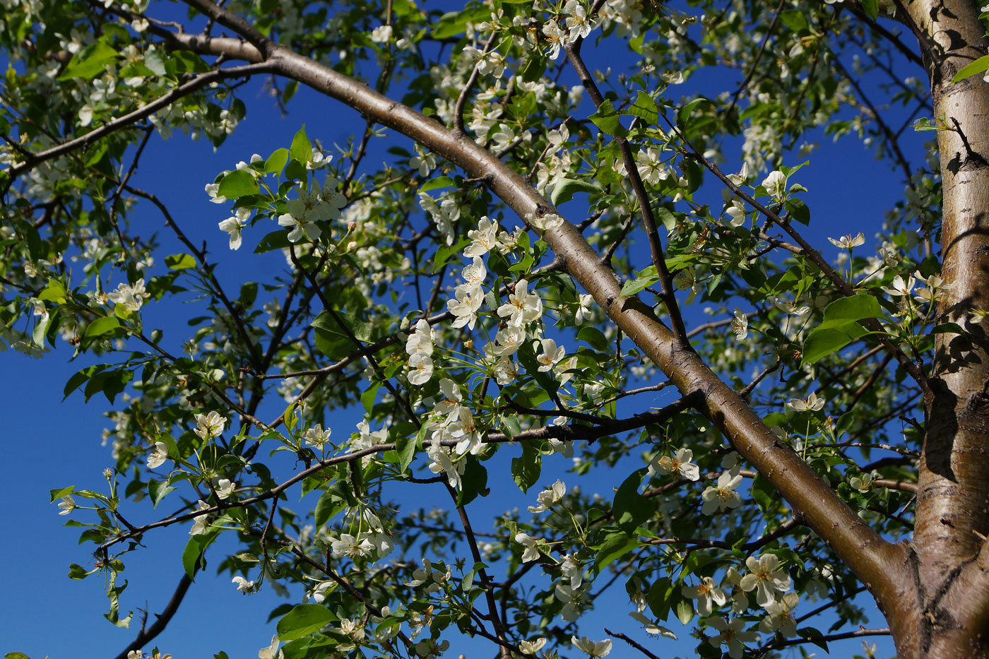 Image of Malus baccata specimen.