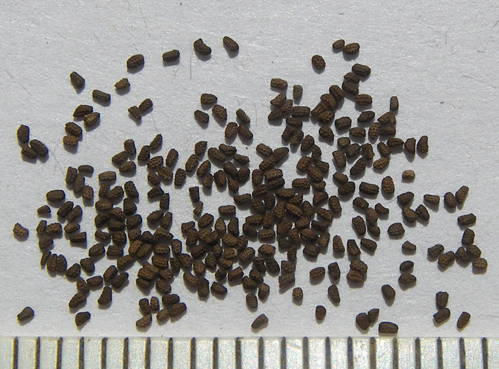Image of Verbascum lychnitis specimen.