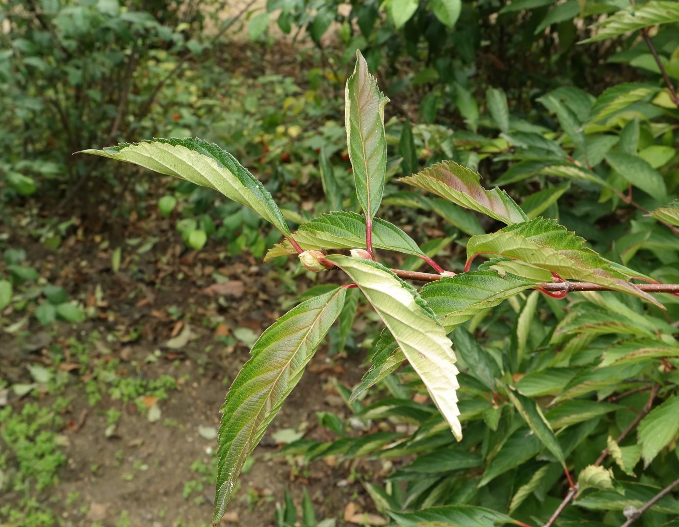 Image of genus Viburnum specimen.