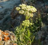 Crithmum maritimum. Верхушка цветущего растения. Крым, Черноморский р-н, окр. села Оленёвка, Большой Атлеш, обрывистый склон. Август 2017 г.