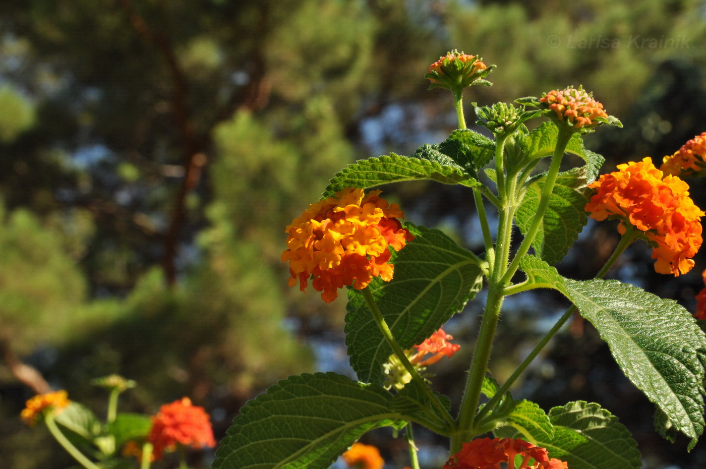 Image of Lantana camara specimen.
