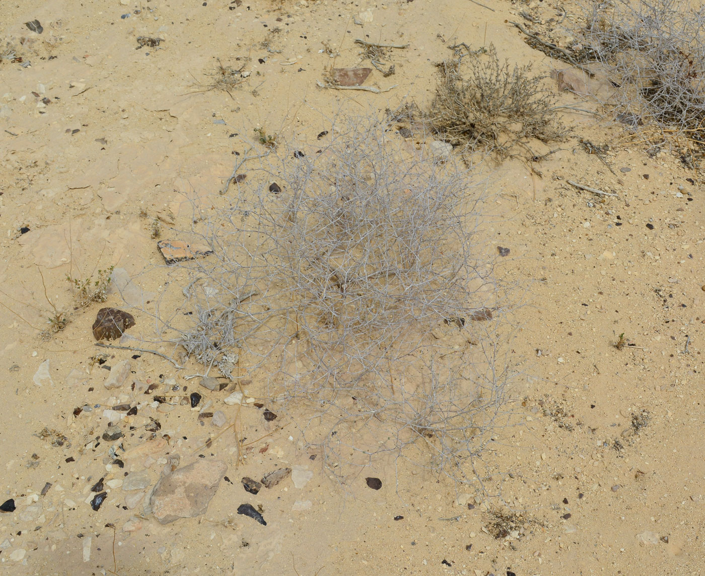 Image of Helianthemum lippii specimen.